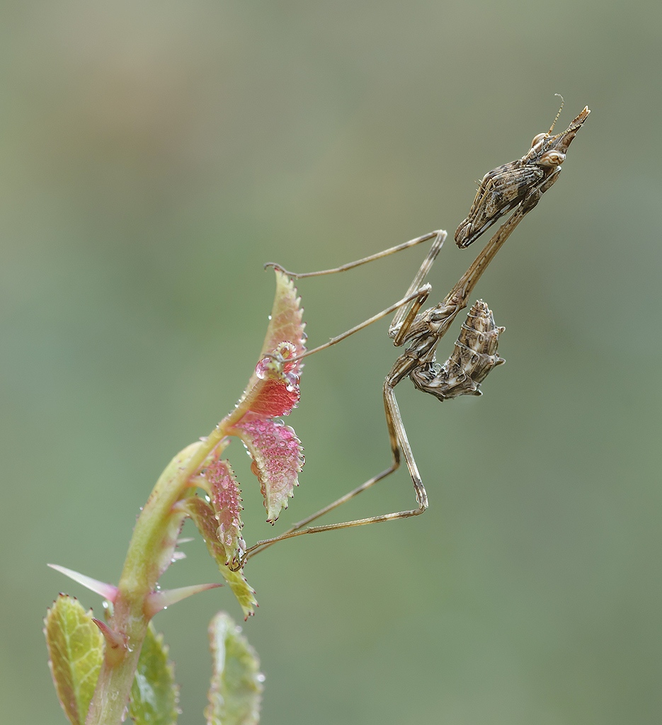 Piccola Empusa...