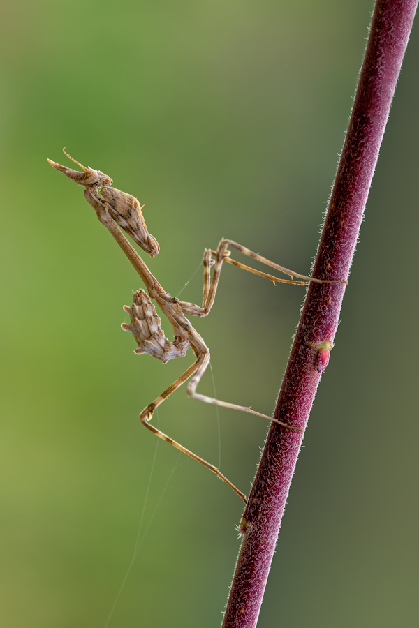 Empusa pennata