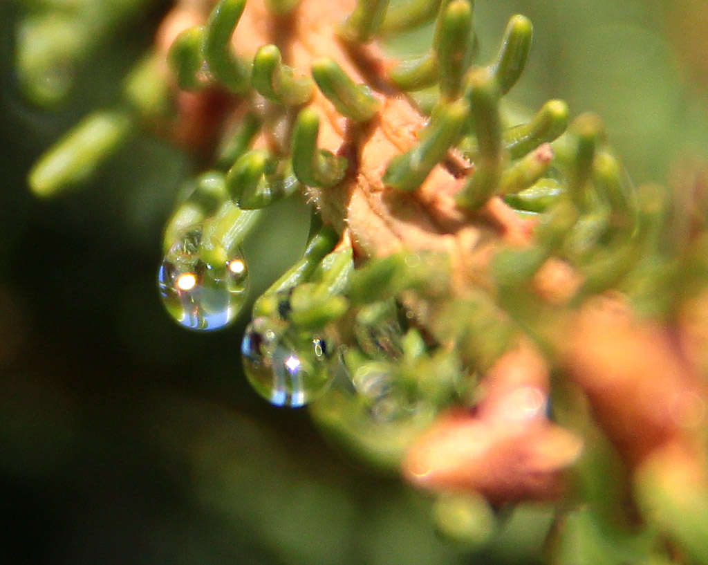 Gemelle. Gocce di rugiada