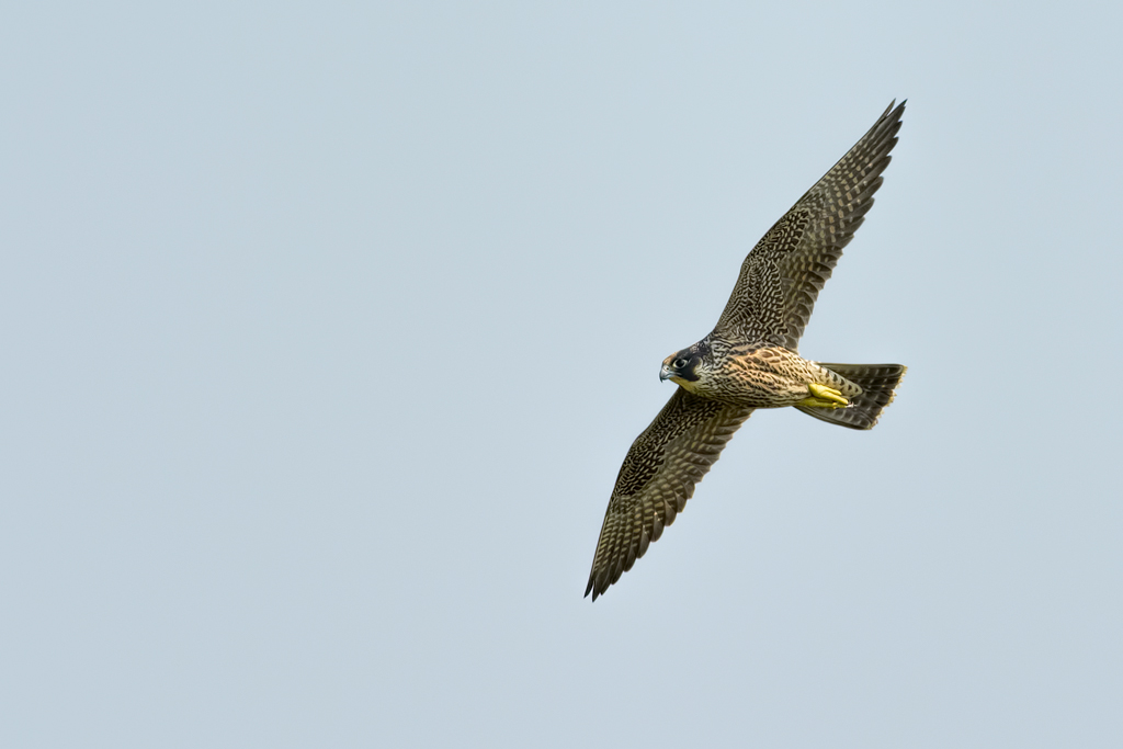 Falco pellegrino (Falco peregrinus)