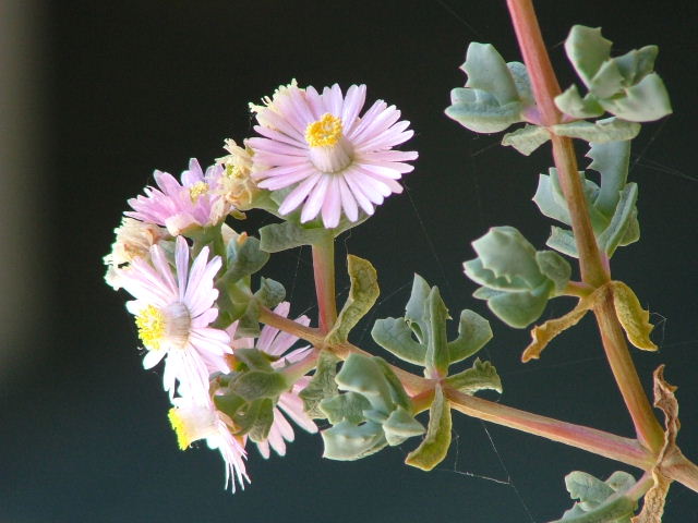 Petali