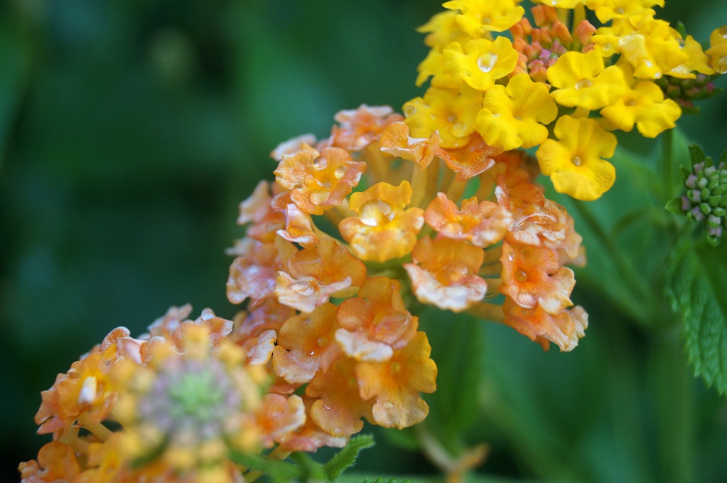 Residui di una pioggia estiva..