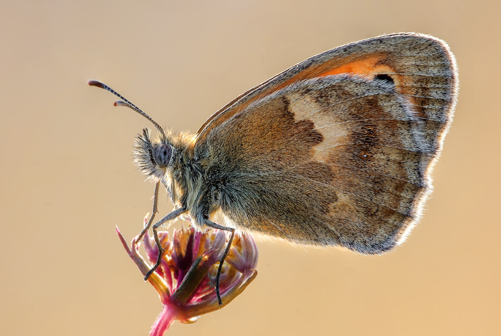 Coenonympha pamphilus  in controluce