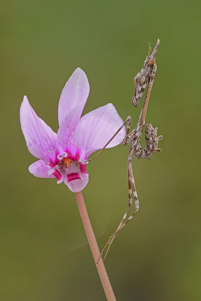 L'empusa e il ciclamino