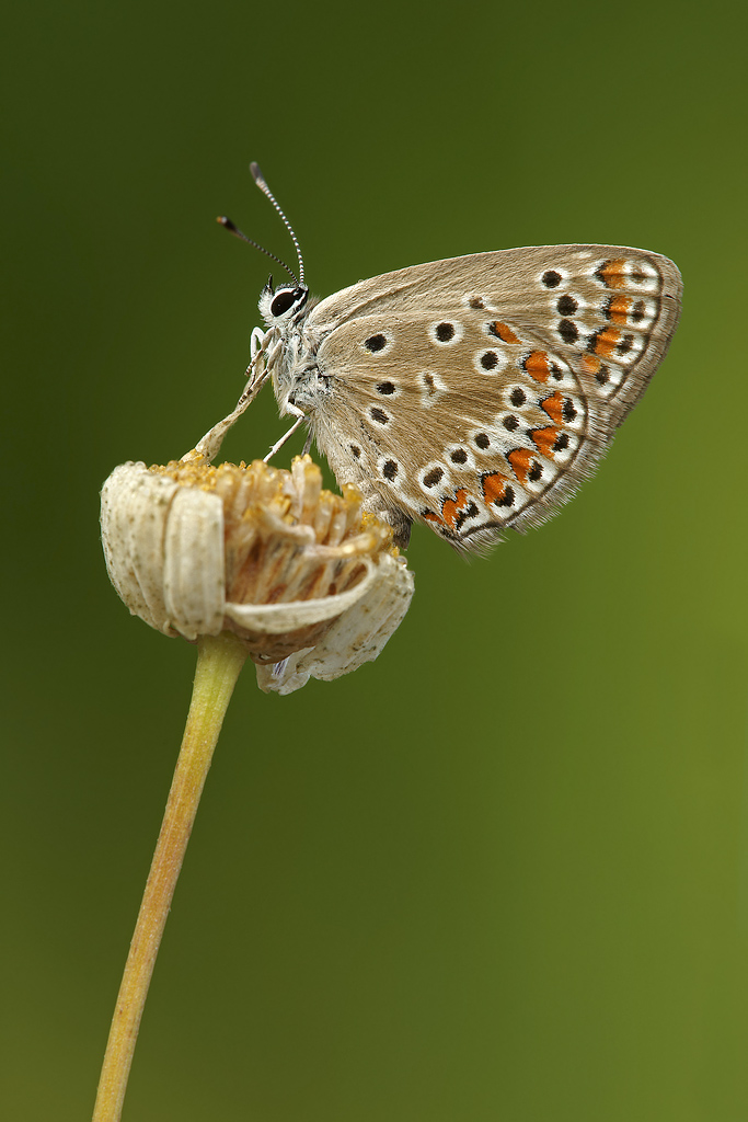Polyommato...rampante