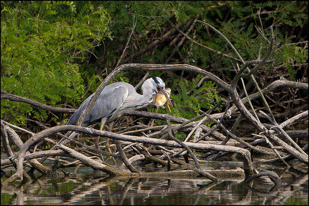 Pranzo intricato....