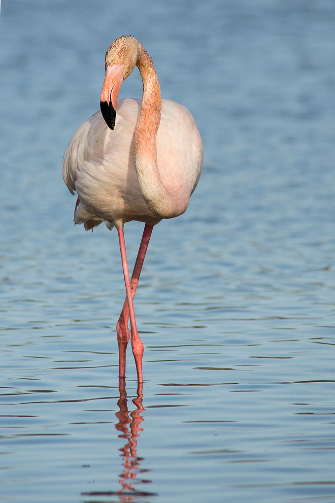fenicottero in posa regale