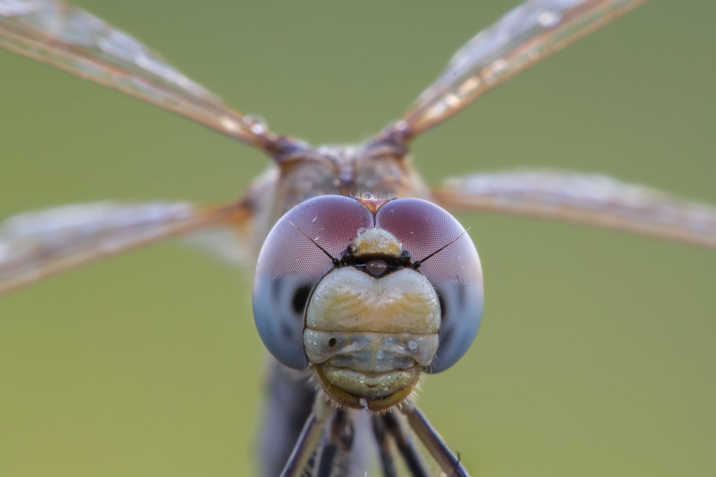 Ritratto Sympetrum fonscolombii