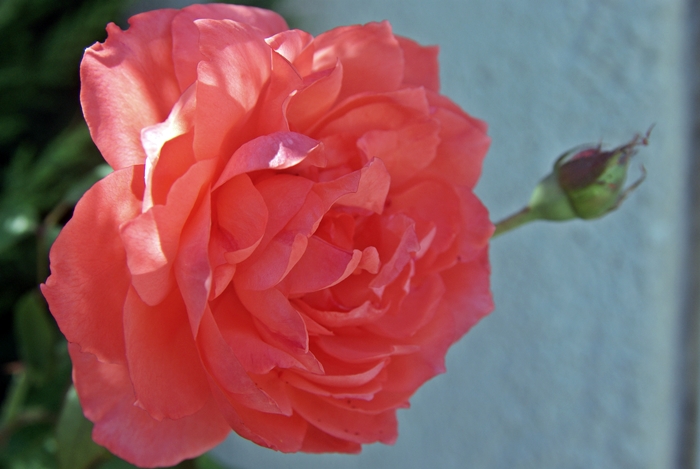rosa francese