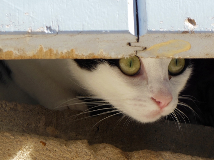 il gattino alla finestra