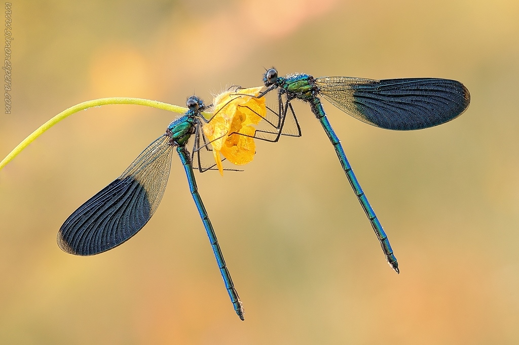 Calopteryx �....specularity...