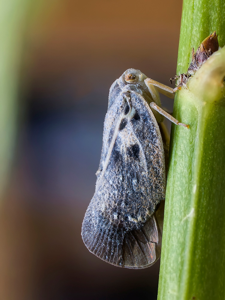 Metcalfa pruinosa Say, 1830(2)