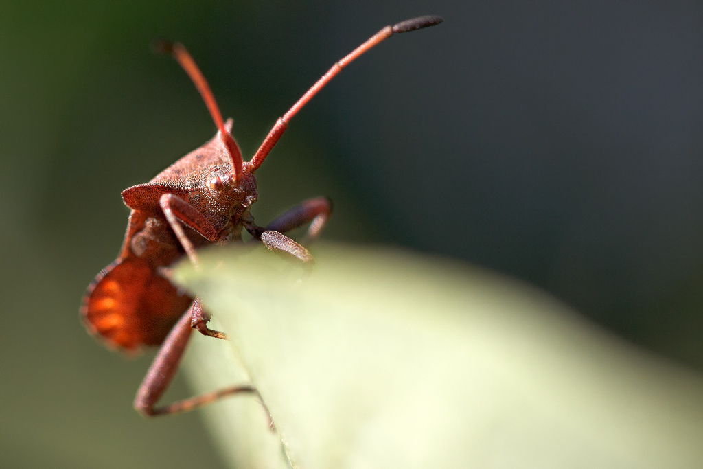 Cimice Coreus marginatus, famiglia delle Coreide