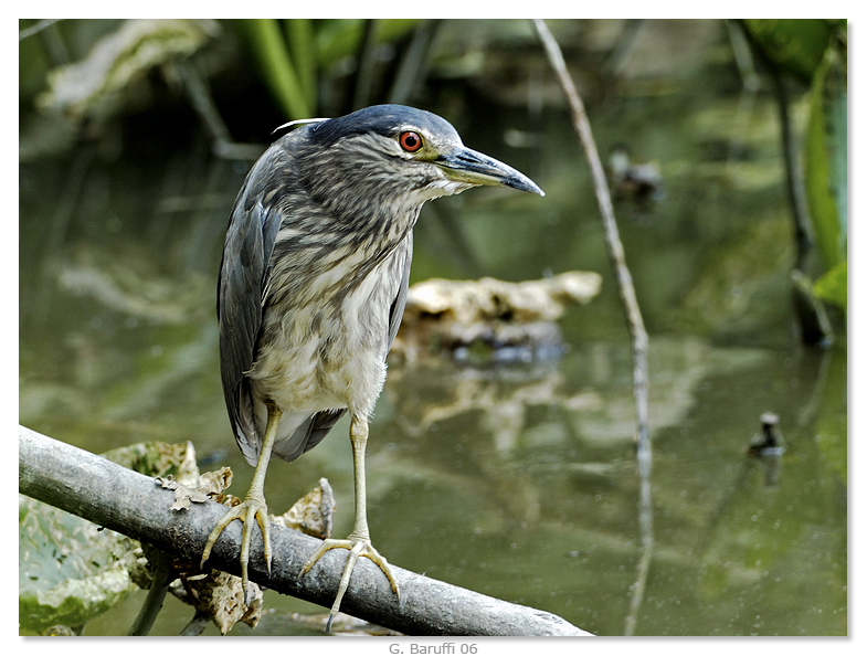 Nycticorax