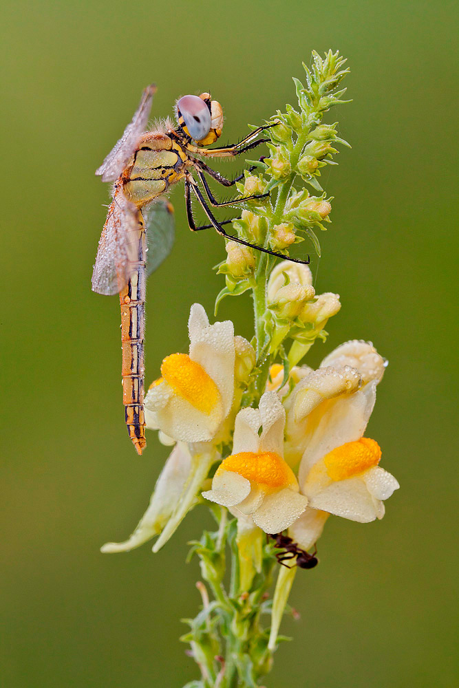 Sympetrum fonscolombii