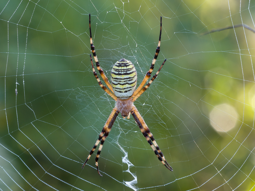 Argiope bruennichi Scopoli, 1772