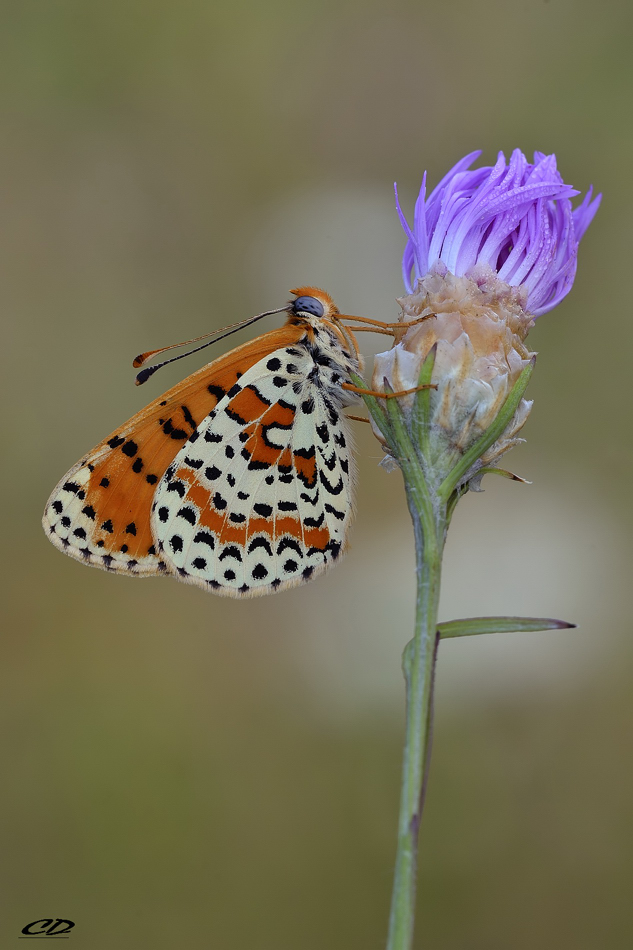 Melitaea didyma (Esper, 1779)