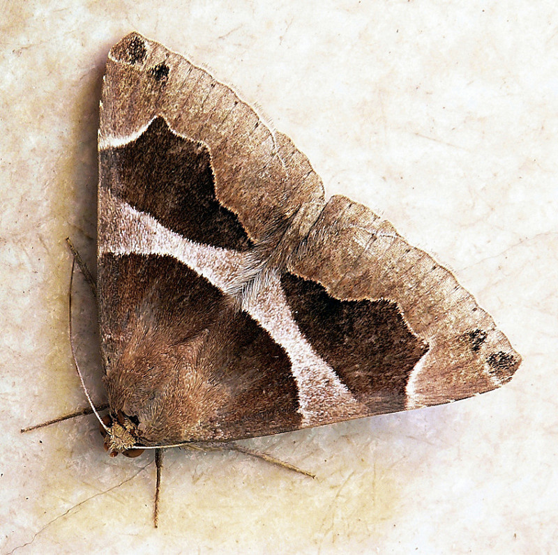 *** Bella di notte ***