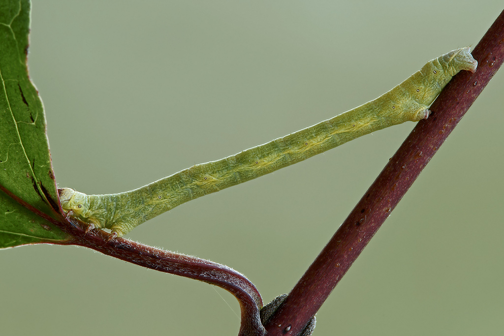 spingi...spingi...ancora...stop!