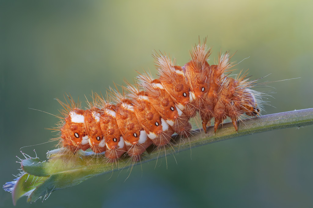 Acronicta rumicis