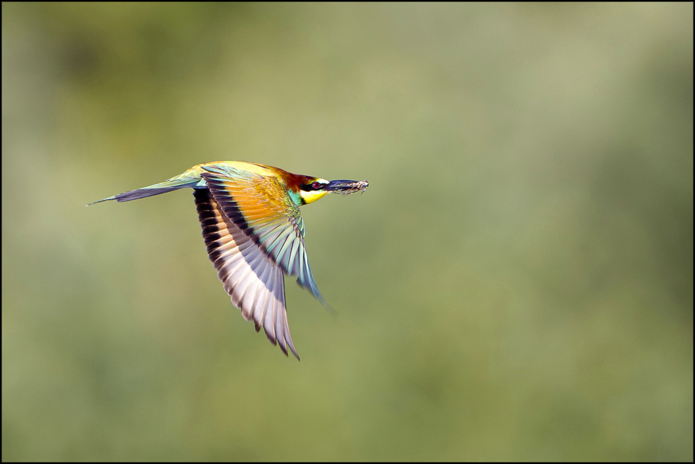 Cacciatore infallibile