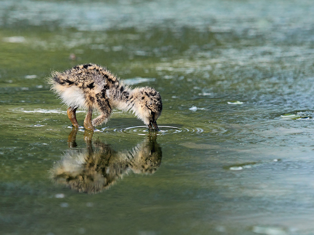 Cavalieri d'Italia # 17