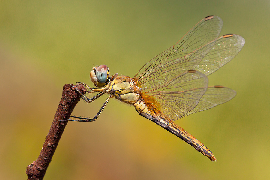 Sympetrum fonscolombii