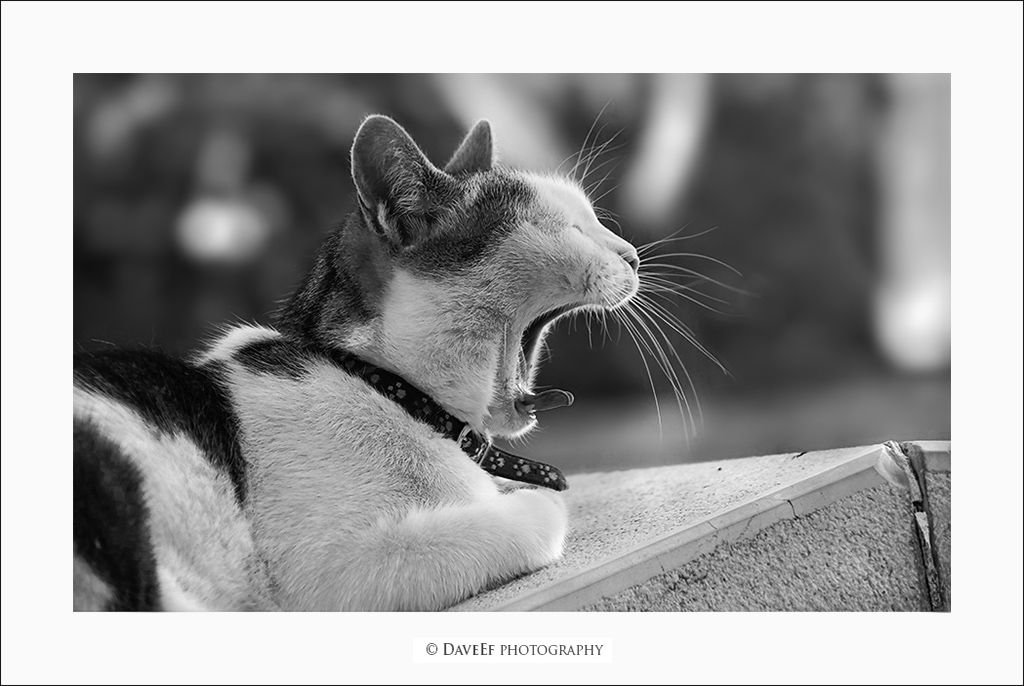 Il Gattoparlo: "no go voia de far un casso... come sempre" (c) 2013 DaveEf