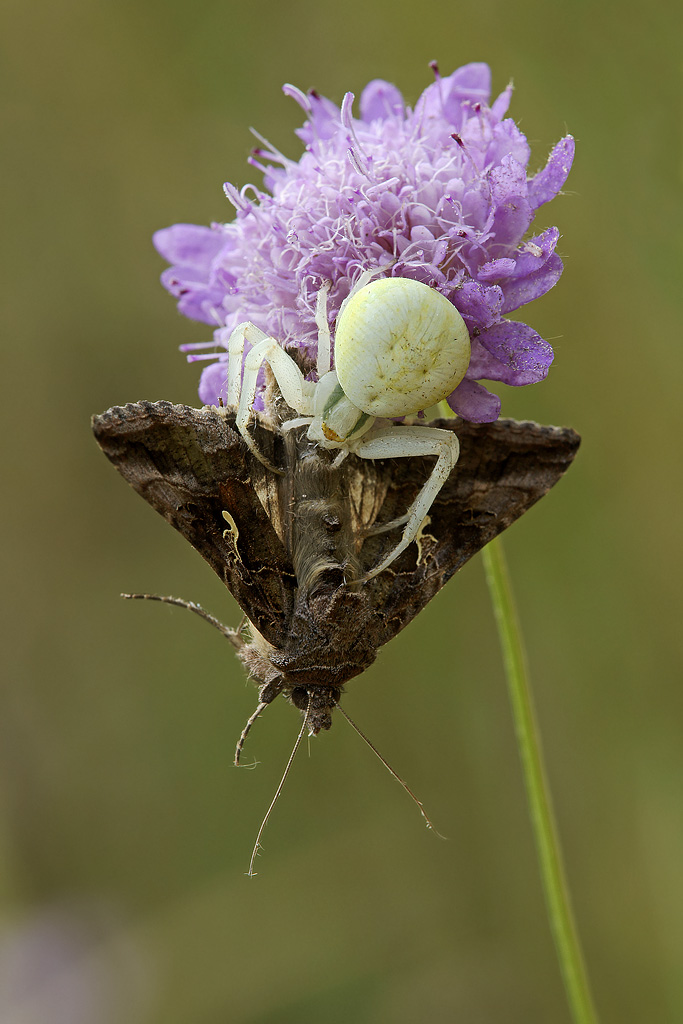 Documento: Misumenia-Autographa