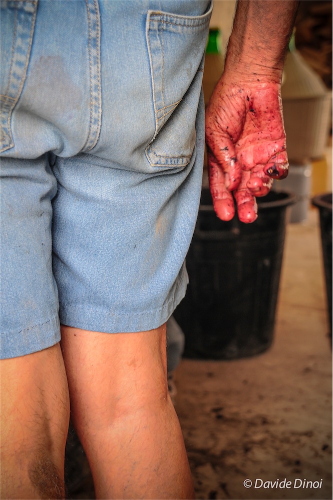 il sangue della campagna