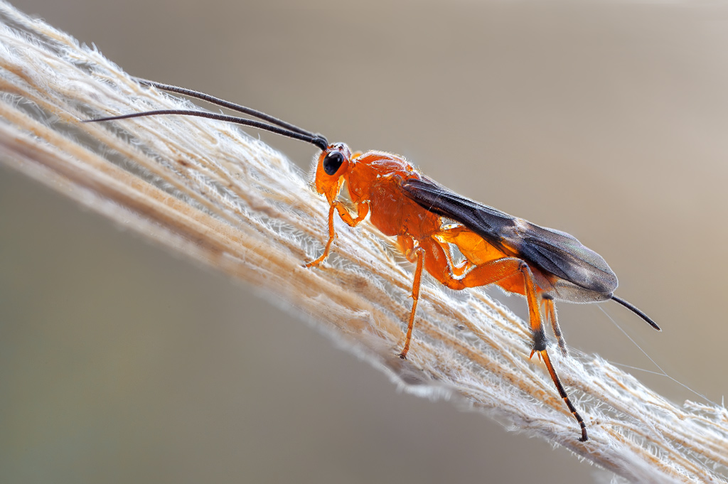 Ammophila sabulosa