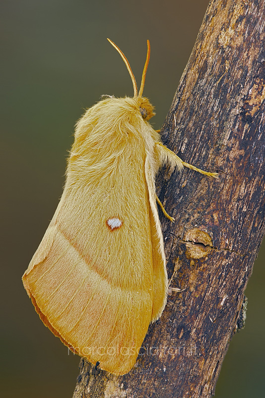 Lasiocampa (Lasiocampa) quercus (Linnaeus, 1758)