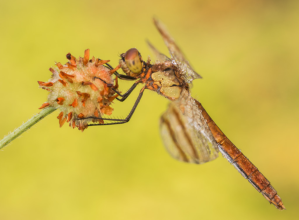 Sympetrum pedemontanum