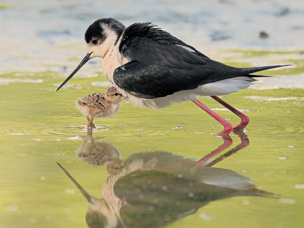 Cavalieri d'Italia # 18