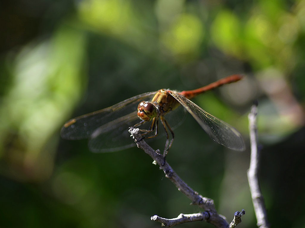 Libellula