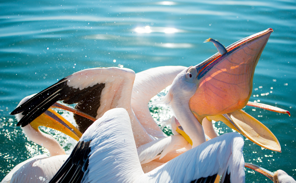 La legge del pi� forte...