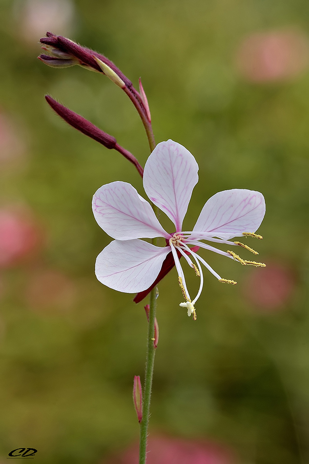 Gaura (Onagraceae Onagreae)