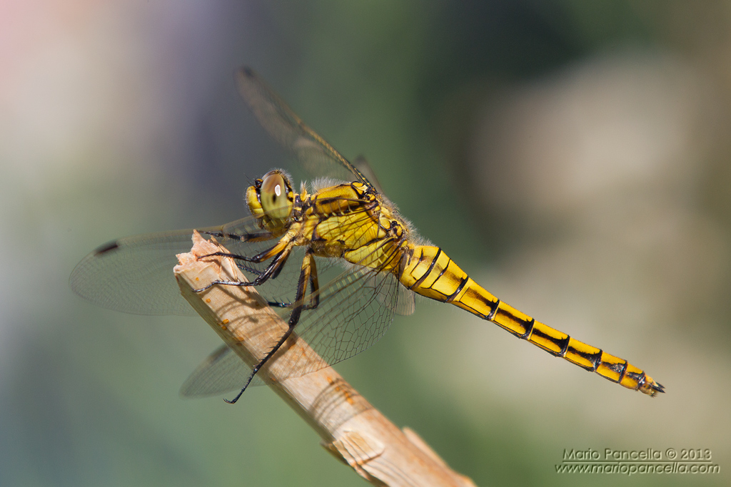 Orthetrum cancellatum