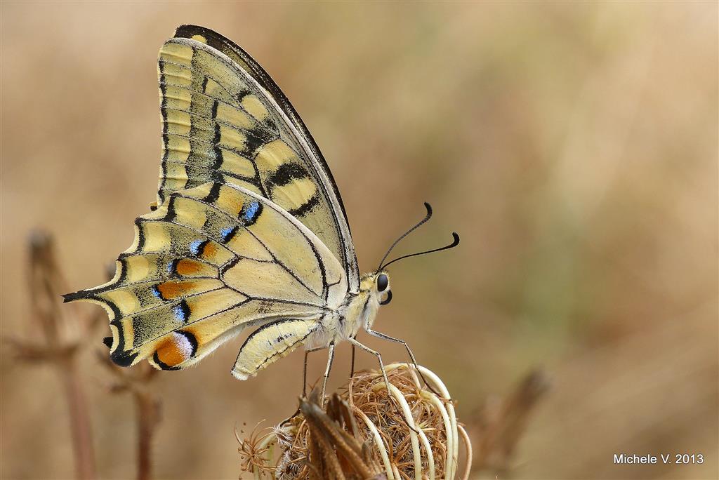 papilio machaon