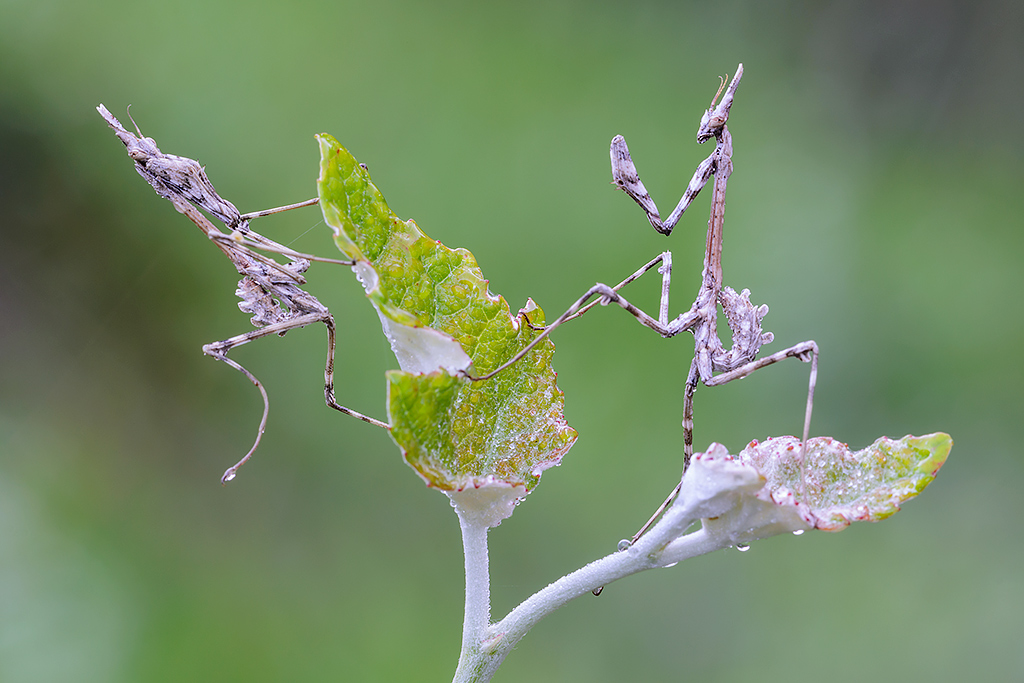 Combattimento alieno