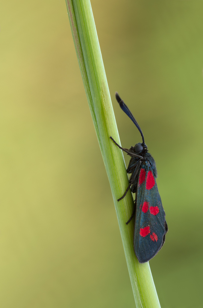 Zygaena filipendulae