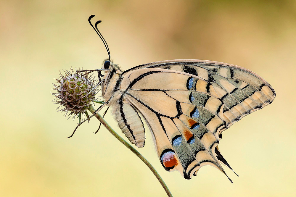 Dopo il Re.......la Regina.
