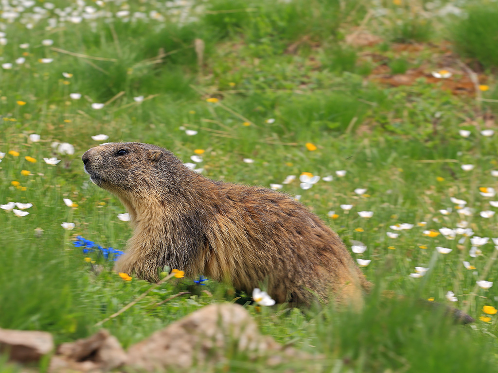 Marmotta # 3