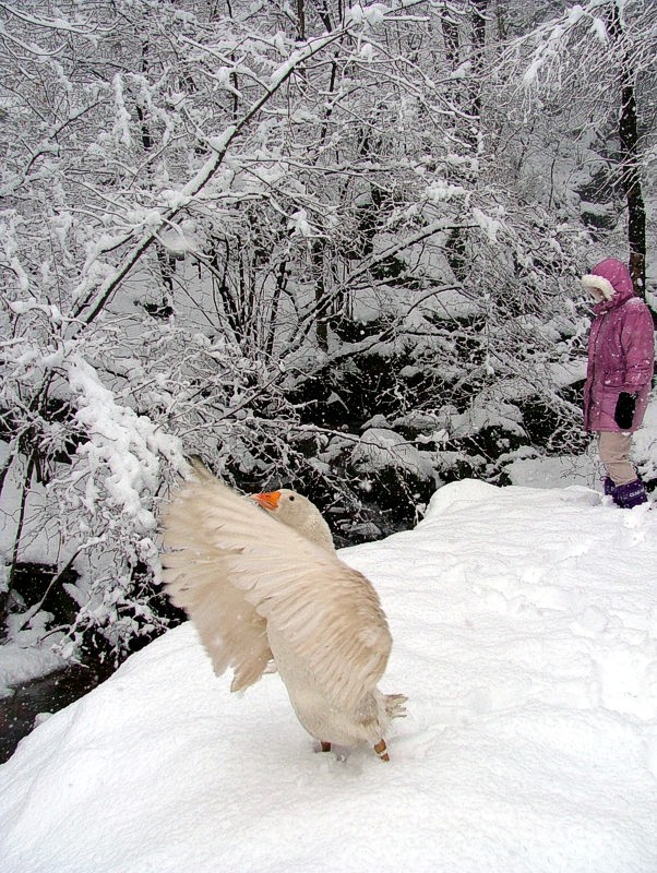 Silenzio... lo spettacolo ha inizio!