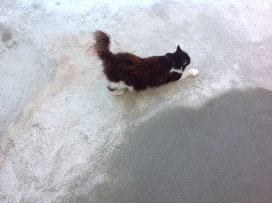 Il mio gatto