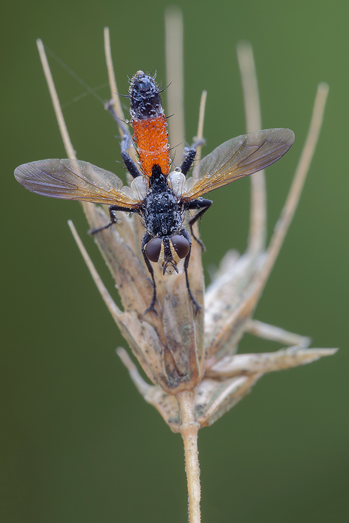 Cylindromyia brassicaria