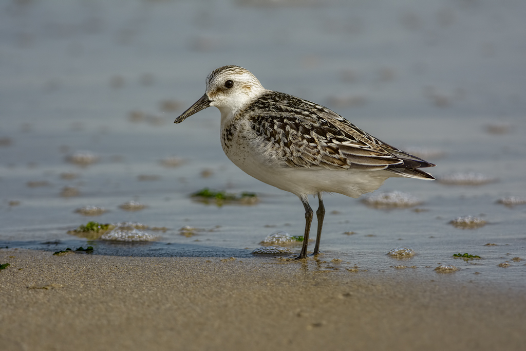 Piovanello tridattilo (Calidris alba)