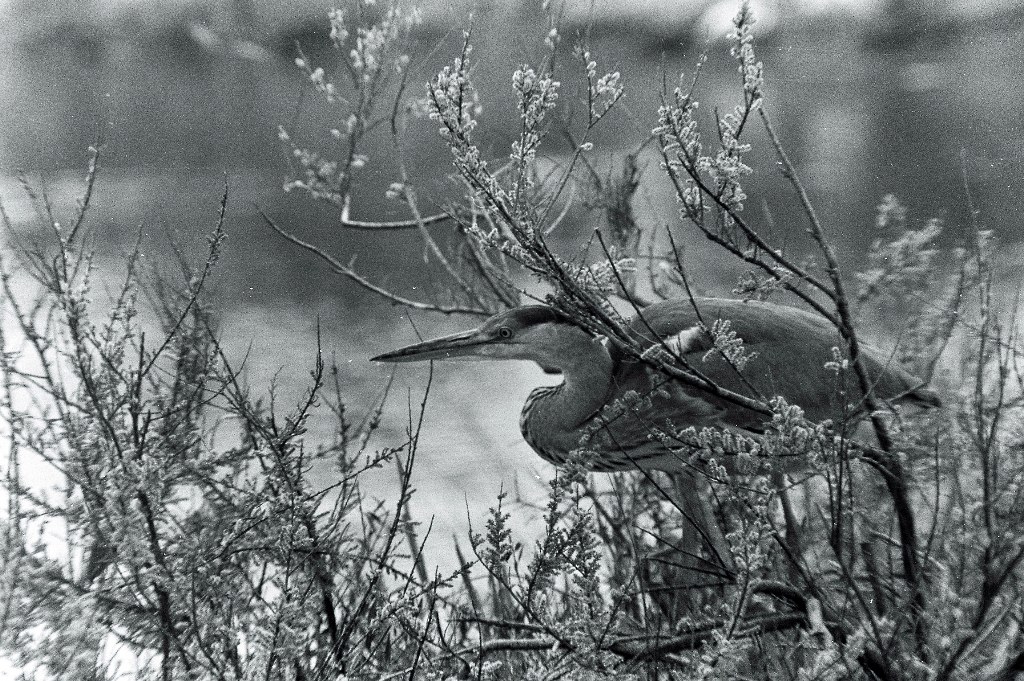 airone cenerino pellicola