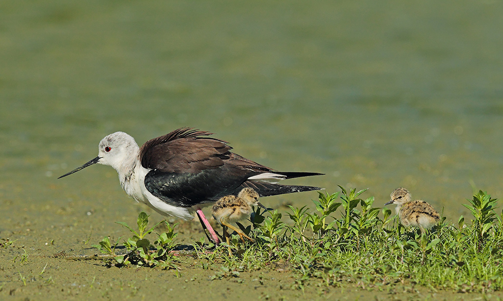 Cavalieri d'Italia # 19