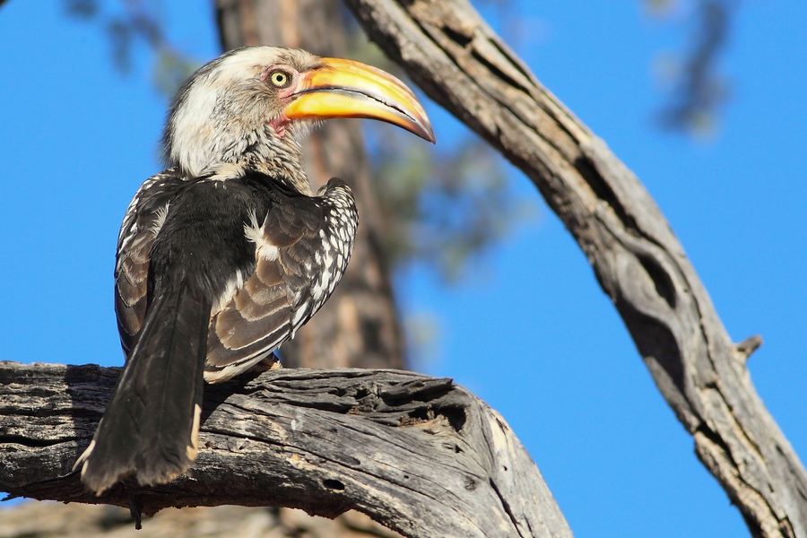 Bucero beccogiallo meridionale